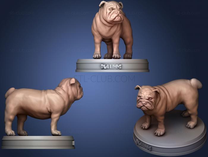 3D model Realistic Bulldog (STL)
